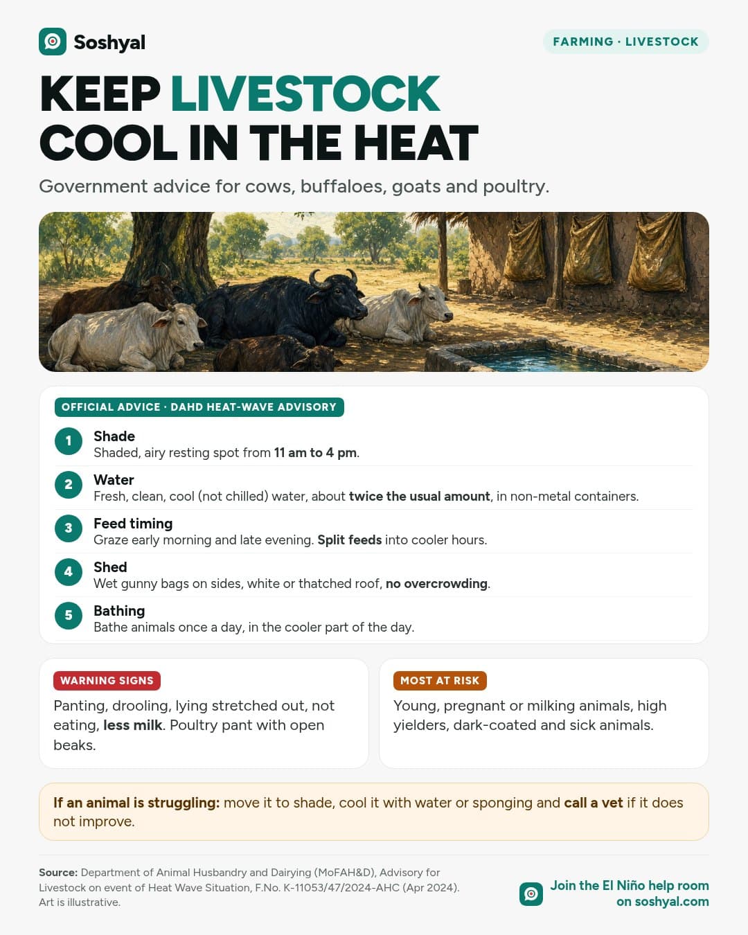 Painted cows and buffaloes resting under a large tree beside a thatched shed with wet gunny sacks and a stone water trough, above five numbered steps on shade, water, feed timing, shed cooling and bathing, plus cards on warning signs and animals most at risk.